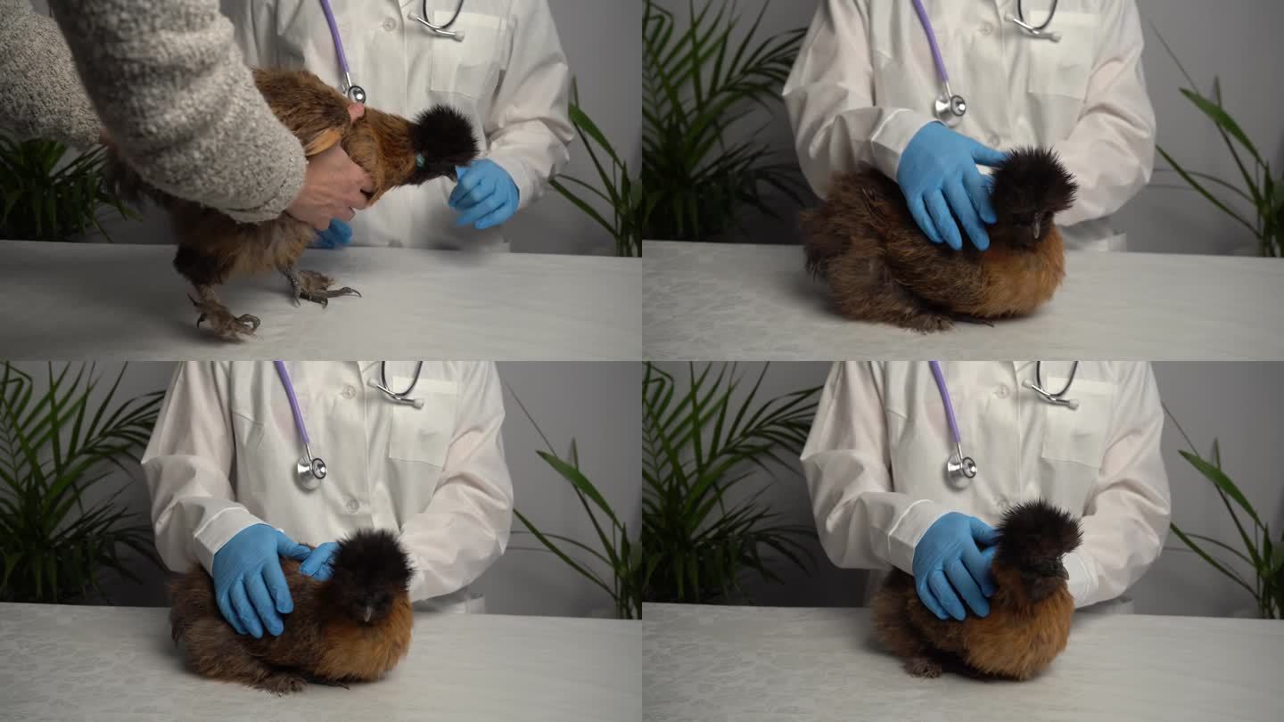 兽医正在检查一只母鸡。医生对家禽的治疗。
