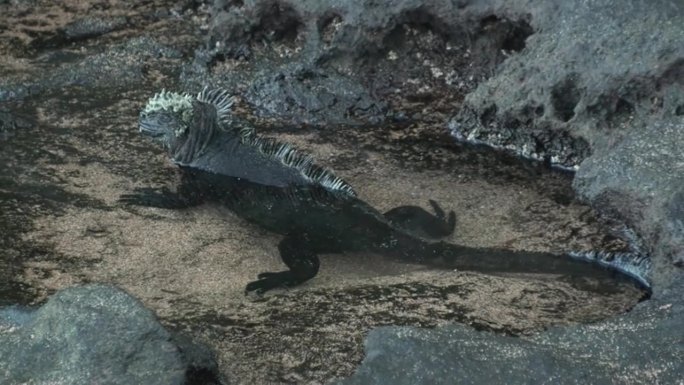 在靠近岩石海岸的水中狭窄缝隙中发现的海生爬行动物。