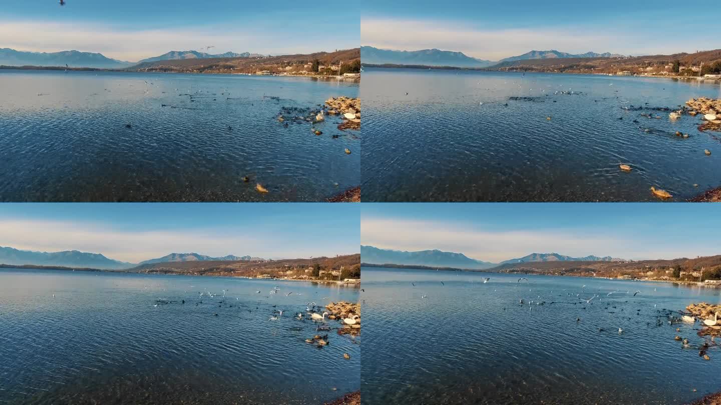 湖上有许多种鸟。间隔拍摄。山的背景。阳光明媚的天气。
