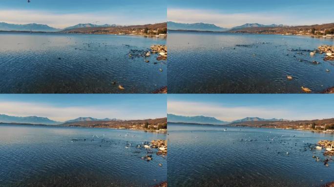 湖上有许多种鸟。间隔拍摄。山的背景。阳光明媚的天气。