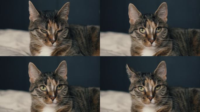 一只可爱的美丽的灰色条纹虎斑猫看着镜头。特写，猫脸的肖像