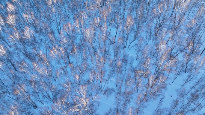 夕照雪原白桦林