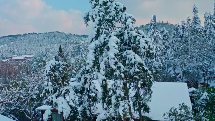 雪山松树空镜头
