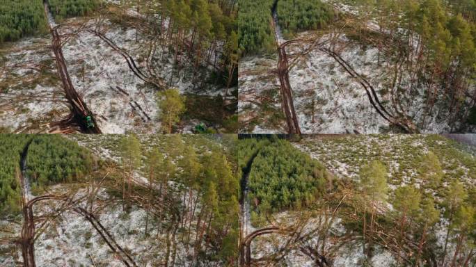 冬季森林砍伐的无人机鸟瞰图。