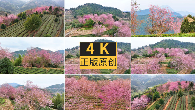 漫步在茶园樱花树下4K素材-2