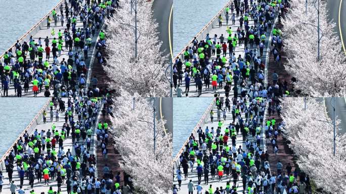 杭州滨江樱花跑道