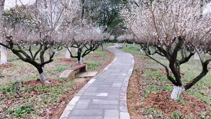 梅花时节的西溪湿地