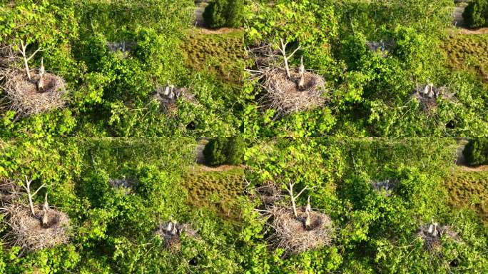 苍鹭 苍鹭育幼 育雏