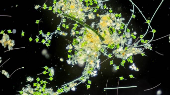 显微镜下的扁裸藻微生物运动