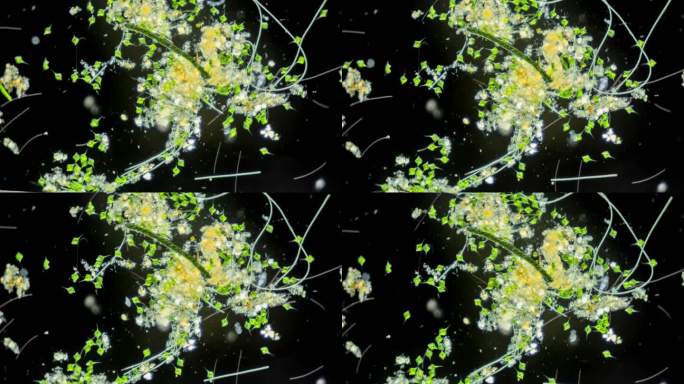 显微镜下的扁裸藻微生物运动
