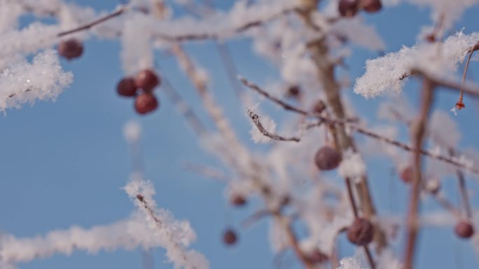 冬天下雪树枝雾凇唯美空镜升格