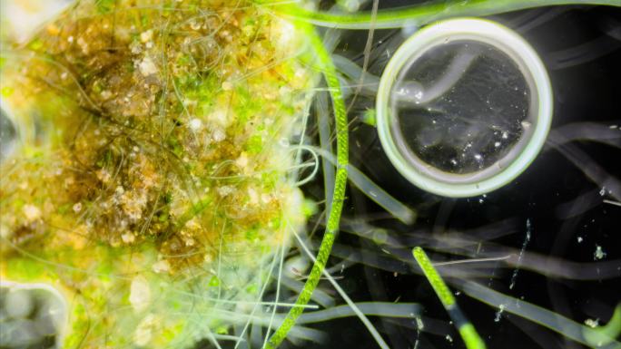 显微镜拍摄水棉藻类延时