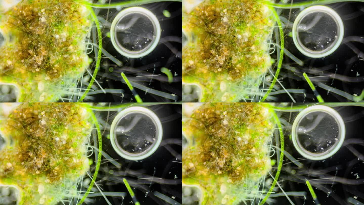 显微镜拍摄水棉藻类延时