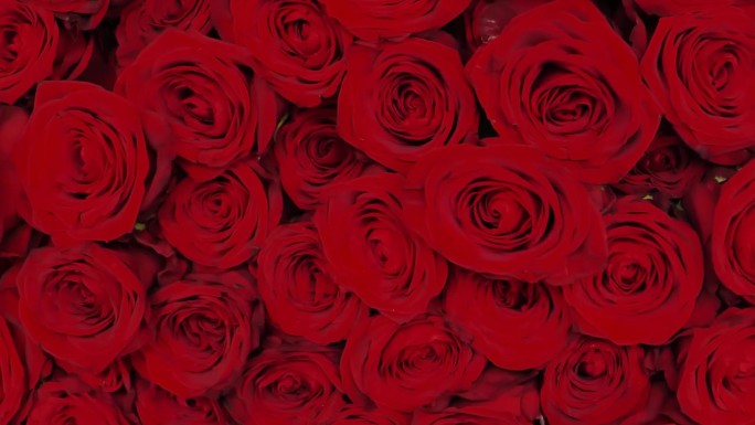 红玫瑰花束。女人的手抚摸着玫瑰。情人节的鲜花。浪漫的鲜花礼物。一个女人手里拿着一束红玫瑰。一百朵红玫
