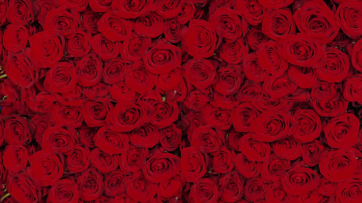 红玫瑰花束。女人的手抚摸着玫瑰。情人节的鲜花。浪漫的鲜花礼物。一个女人手里拿着一束红玫瑰。一百朵红玫