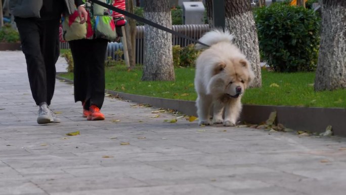 一男一女白天在城市公园遛着他们的松狮犬。