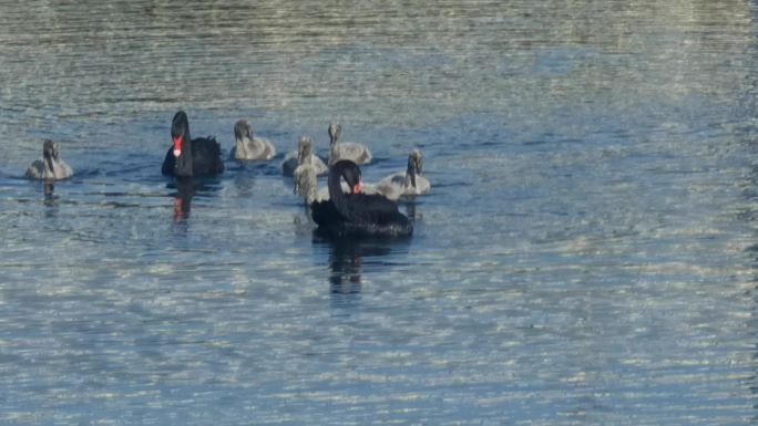 湖面上的黑天鹅夫妻与它们的幼崽们
