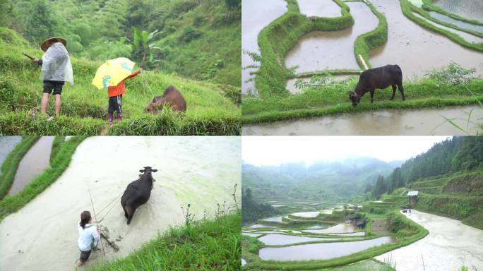 贵州黎平洋洞雨中牛耕春耕犁田