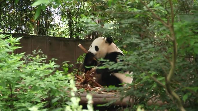成都熊猫基地国宝大熊猫视频素材精彩合集
