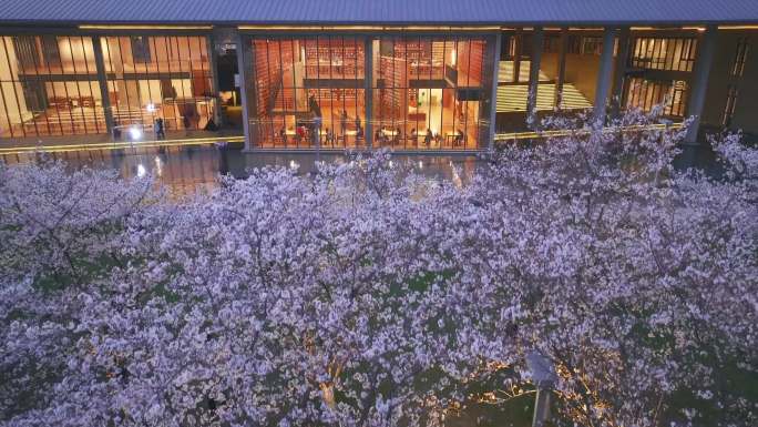 杭州大屋顶樱花