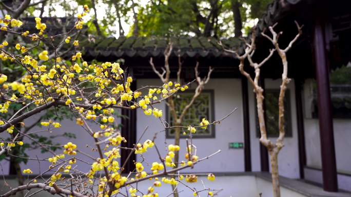 古典园林南京瞻园中式古风庭院腊梅花盛开