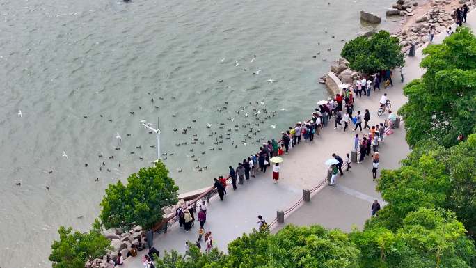 4K航拍深圳湾公园观鸟