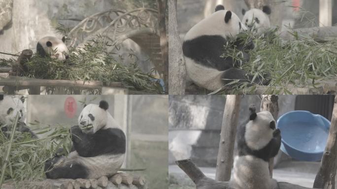 【4K 50p】国宝大熊猫吃竹子熊猫动物