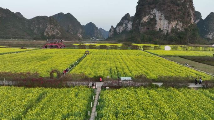 广西百色靖西旧州古镇航拍油菜花花海