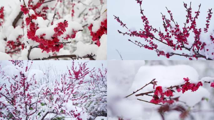 桃花雪景