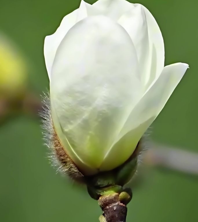 玉兰花开延时摄影