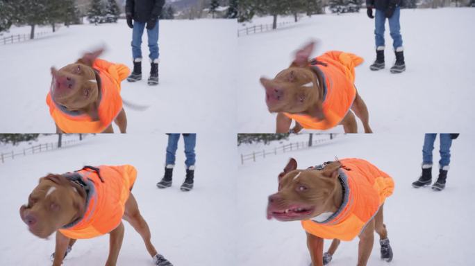在寒冷的日子里，穿着冬季夹克的斗牛犬在户外抖雪的慢动作