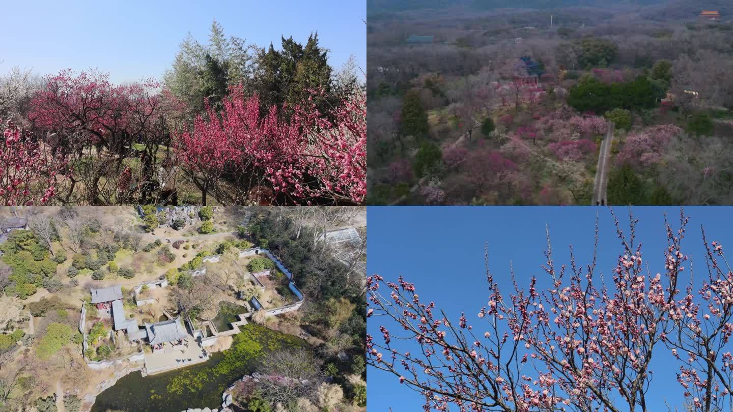 南京梅花山梅花盛开