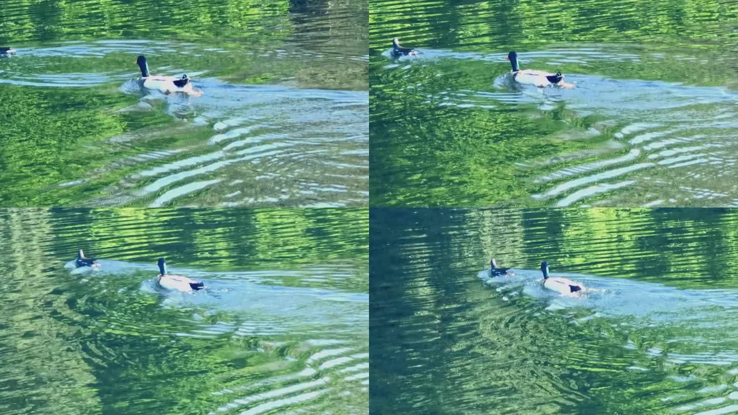 湖面上，两只追逐嬉戏的水鸟