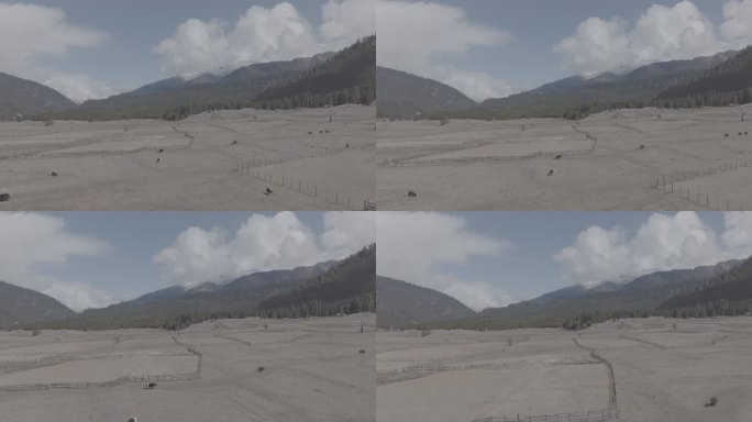 西藏林芝旅游鲁朗小镇扎西岗村牧场冬季航拍