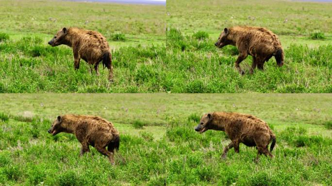 一只潮湿的棕色鬣狗在非洲草原上露出他的毒牙。