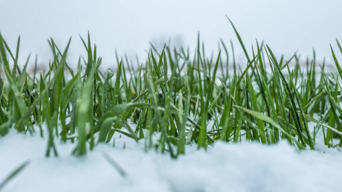 雪地麦苗小麦出苗延时