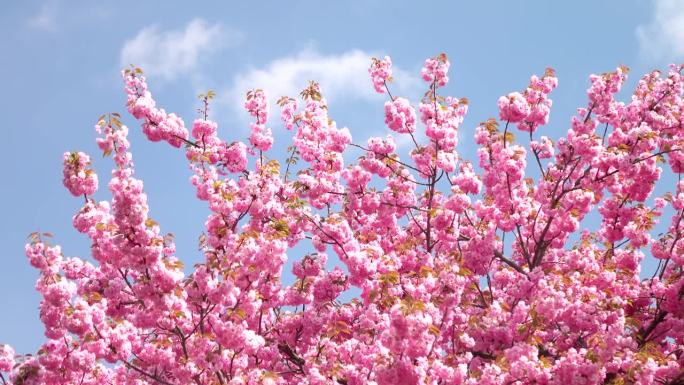 美丽的春花粉嫩，枝头4K。静态的镜头。
