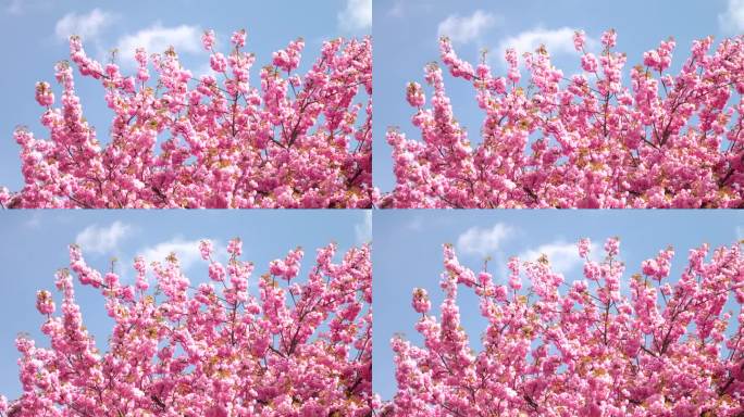 美丽的春花粉嫩，枝头4K。静态的镜头。