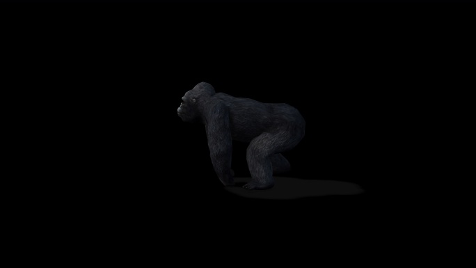 4k 透明通道 黑猩猩2