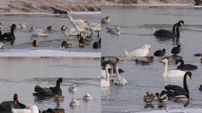 天鹅--冬季甘肃张掖国家湿地公园
