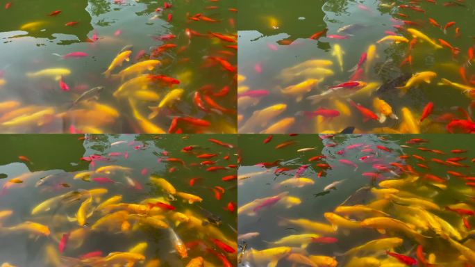 池塘里金色的观赏鱼锦鲤鱼
