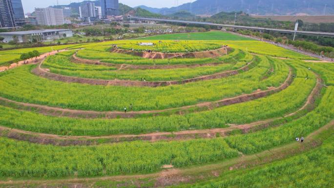 深圳光明油菜花