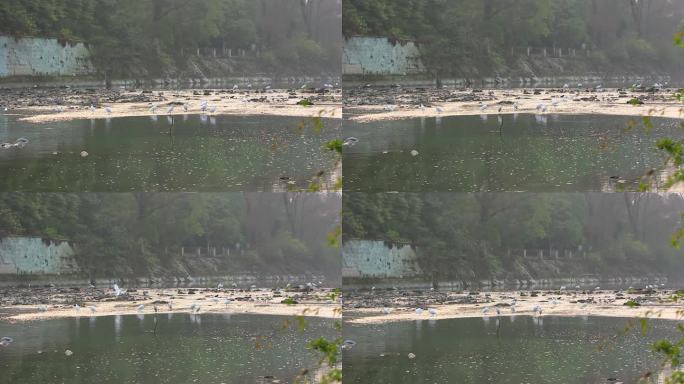 成都温江区江安河傍晚捕食的白鹭