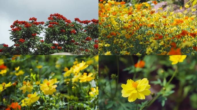 夏天 花朵 小花 风景