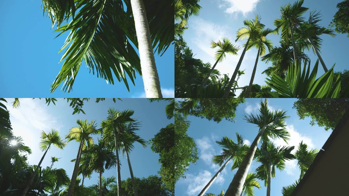 海南 椰子树 阳光