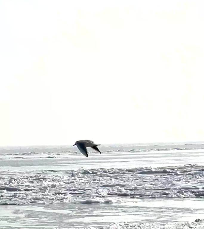 海鸟 秦皇岛 黄金海岸 阿那亚 冬天