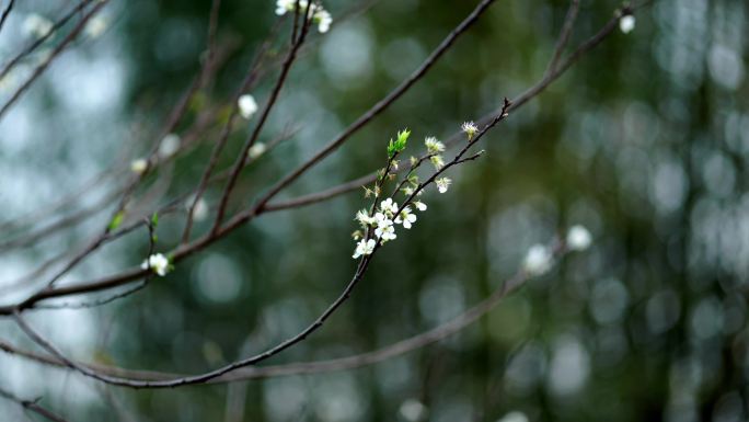 桃花