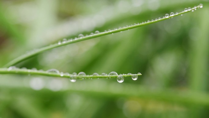 雨天 雨水 植物 叶子 水珠