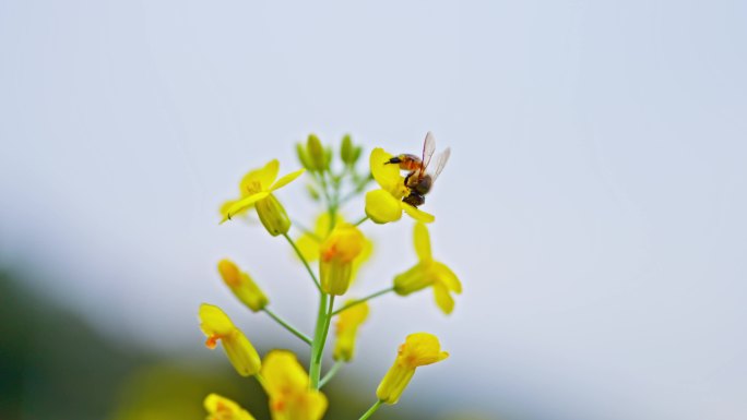 4K实拍，寒冷初春蜜蜂在油菜花上辛勤采蜜