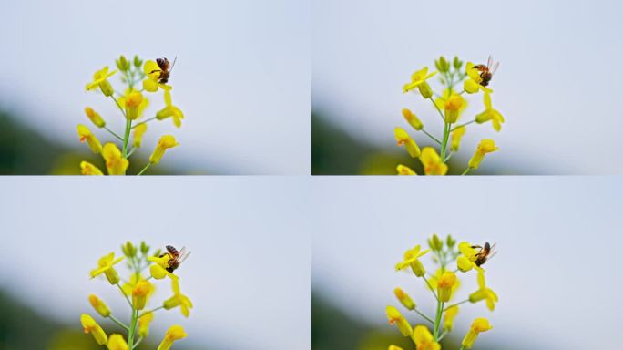 4K实拍，寒冷初春蜜蜂在油菜花上辛勤采蜜